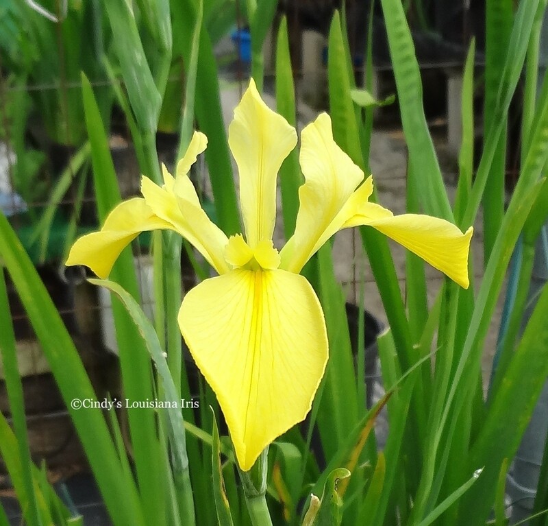 Dixie Deb,  Louisiana Iris for sale
