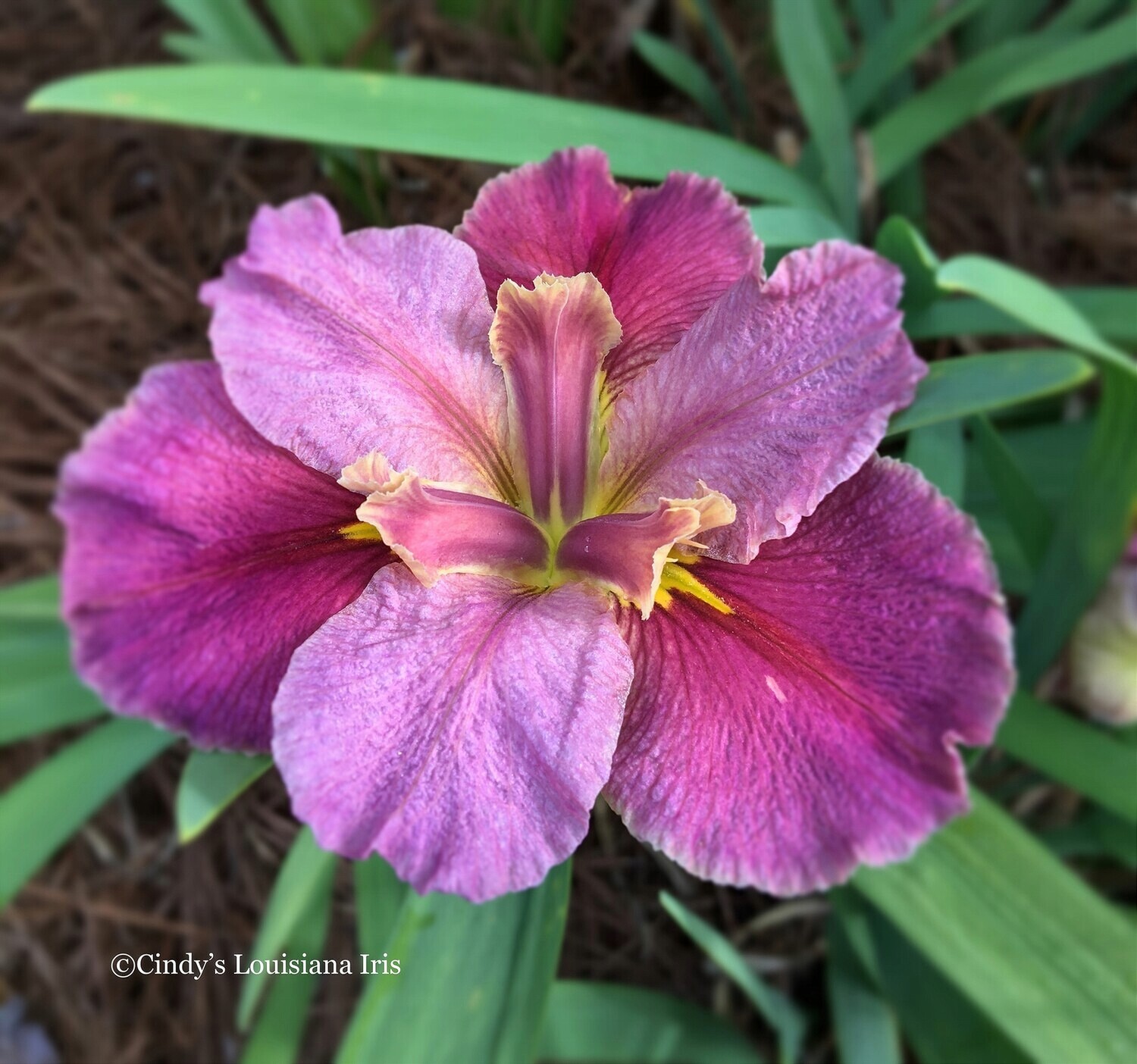English Turn,  Louisiana Iris for sale