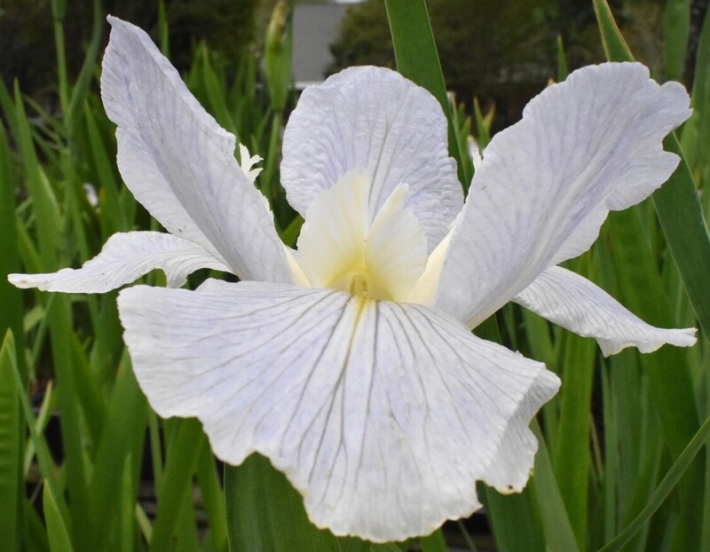 Delta Dove,  Louisiana Iris for sale