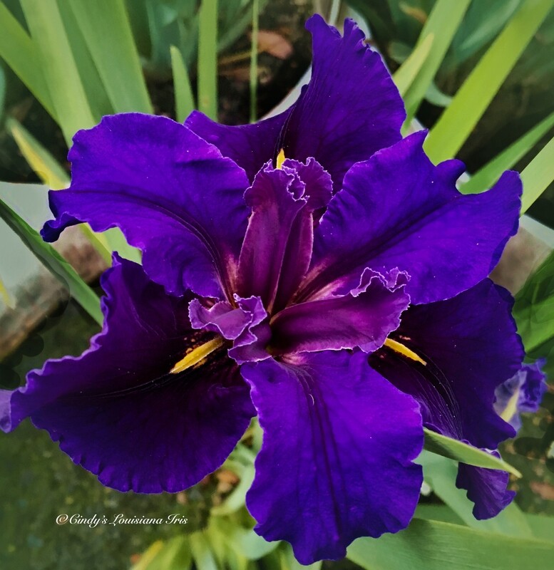 Deja Voodoo,  Louisiana Iris for sale