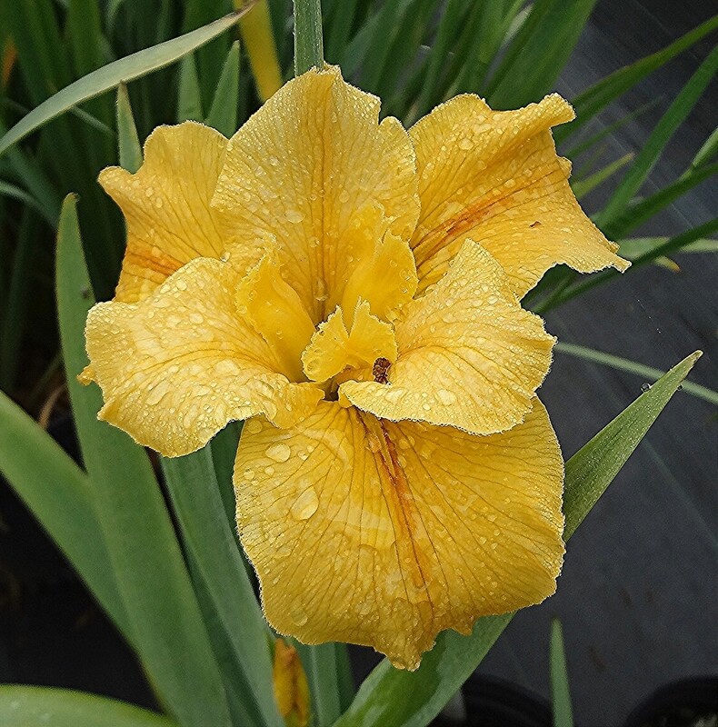 Frenchmen Street, Louisiana Iris for sale