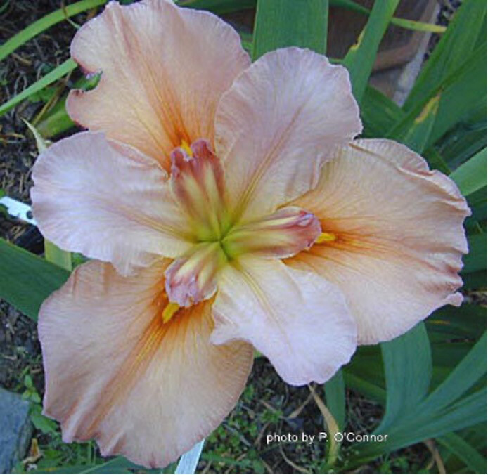 Gentilly,  Louisiana Iris for sale