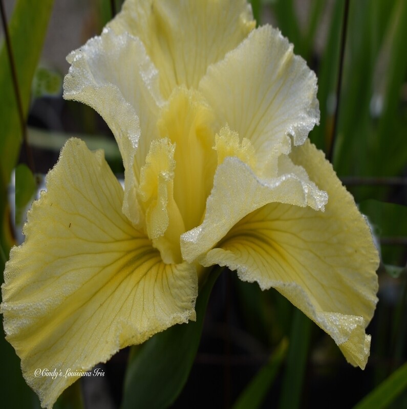 Everything That Rises,  Louisiana Iris for sale