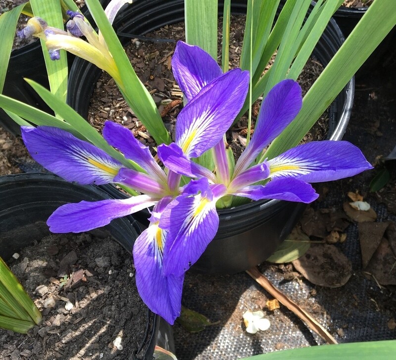IRIS BREVICAULIS -Native Species collected by Benny Trahan