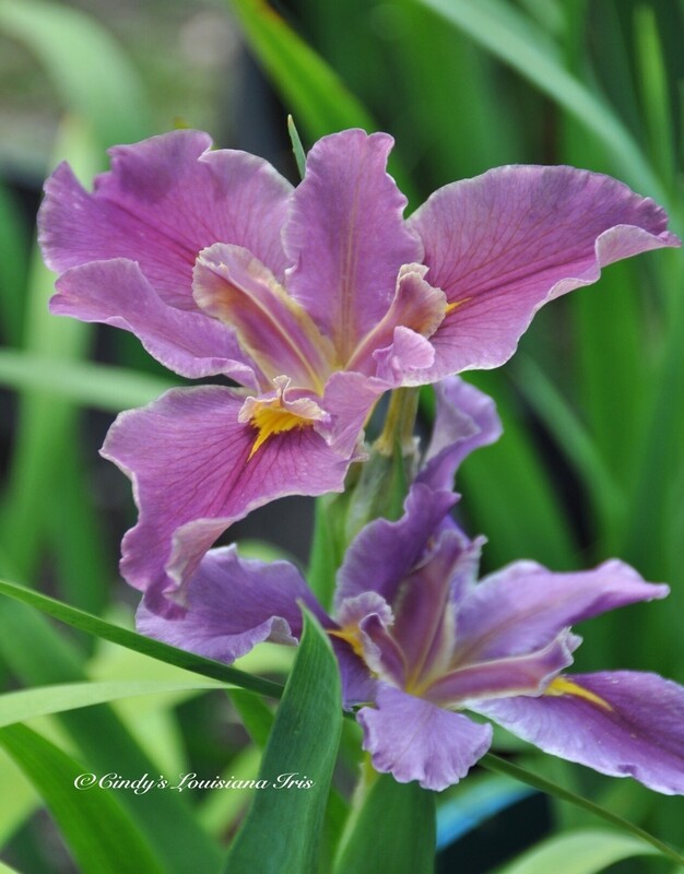 Garden Diva,  Louisiana Iris for sale