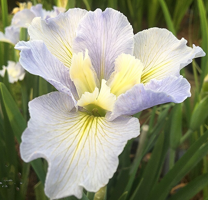 Estelle Egan,  Louisiana Iris for sale