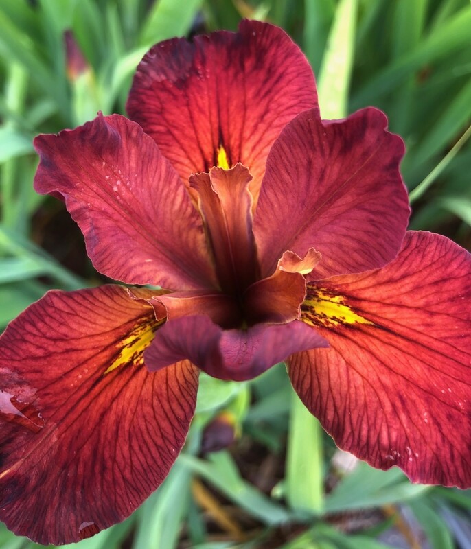 Fourchon,  Louisiana Iris for sale