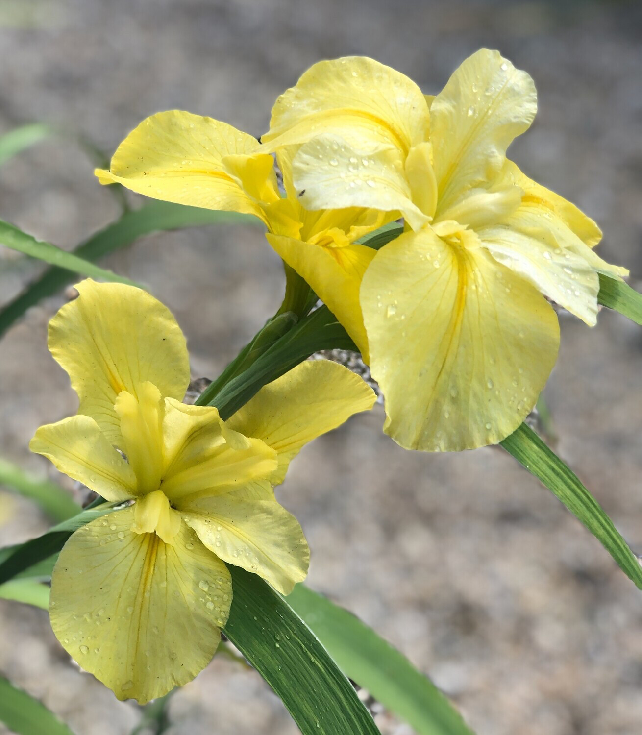 Dural Gold,  Louisiana Iris for sale