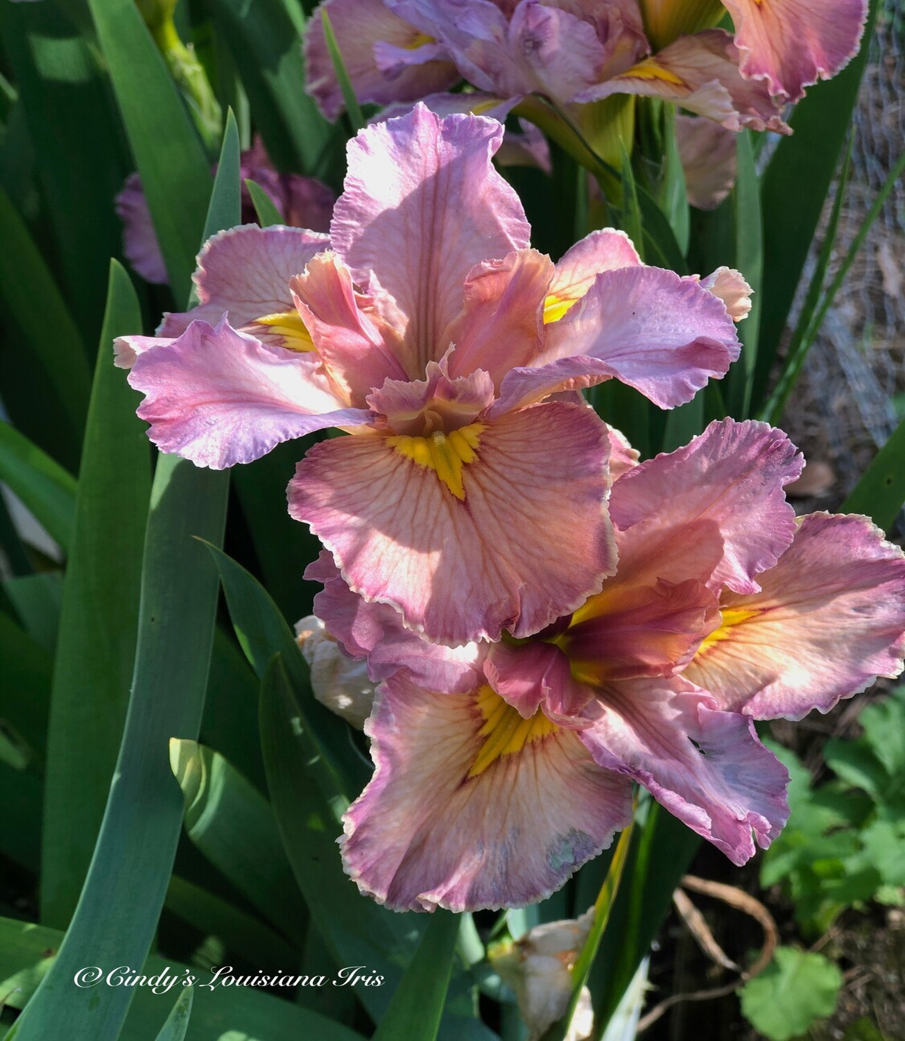 Eyes Wide Open ,  Louisiana Iris for sale