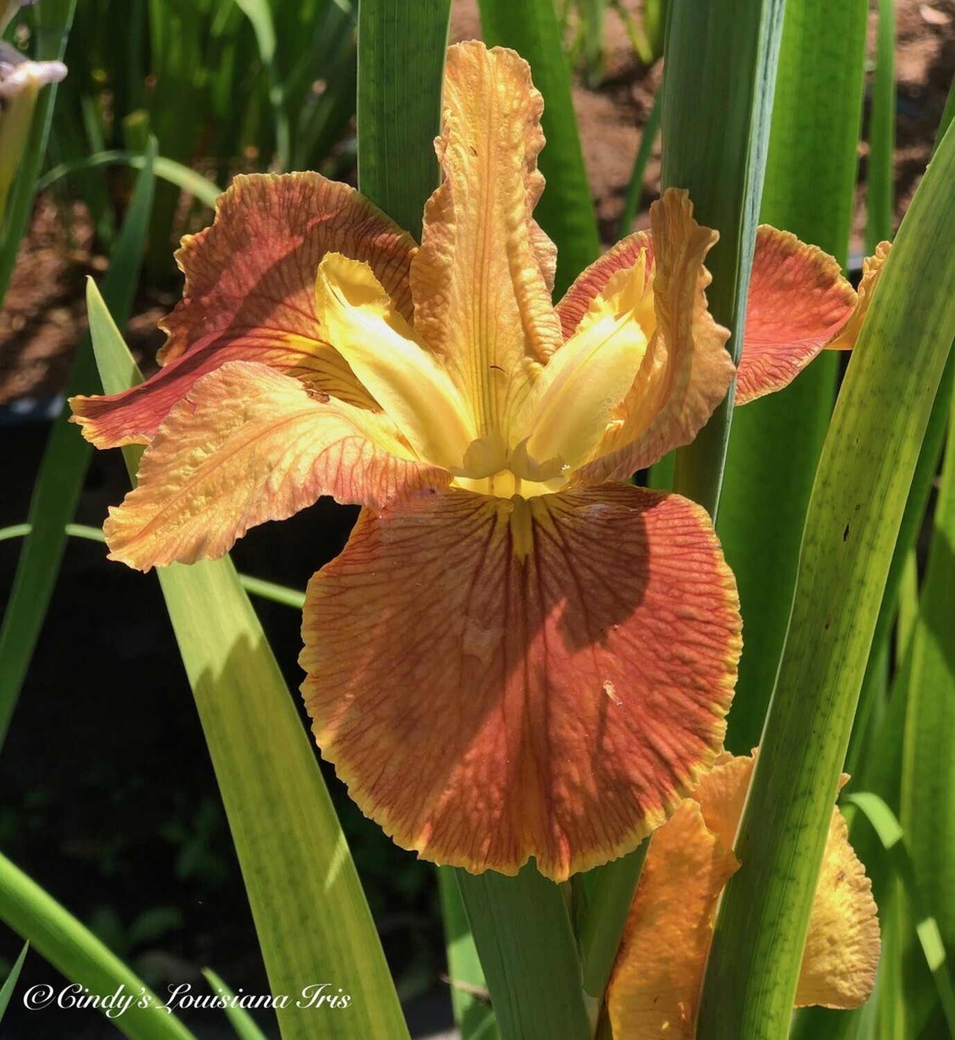 Exploding Star,  Louisiana Iris for sale