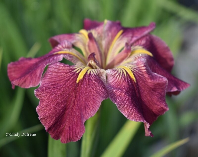 F A C McCulla,  Louisiana Iris for sale