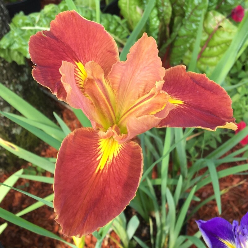 Fiesta Gal,  Louisiana Iris for sale