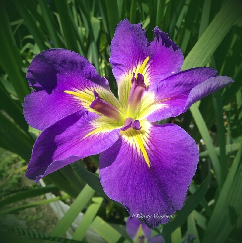 Geisha Eyes,  Louisiana Iris for sale