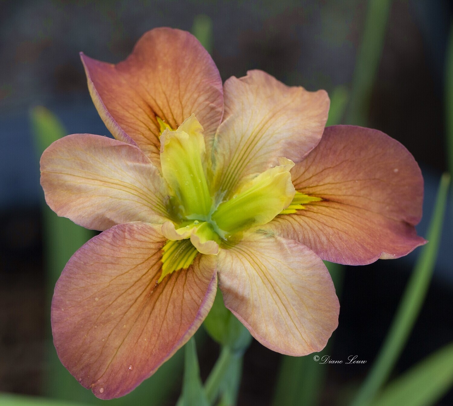 HEAVENLY GLOW