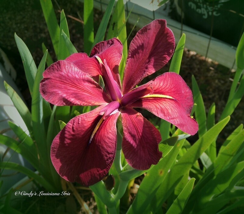 HOLDEN'S HIT --Species Iris nelsonii, collected
