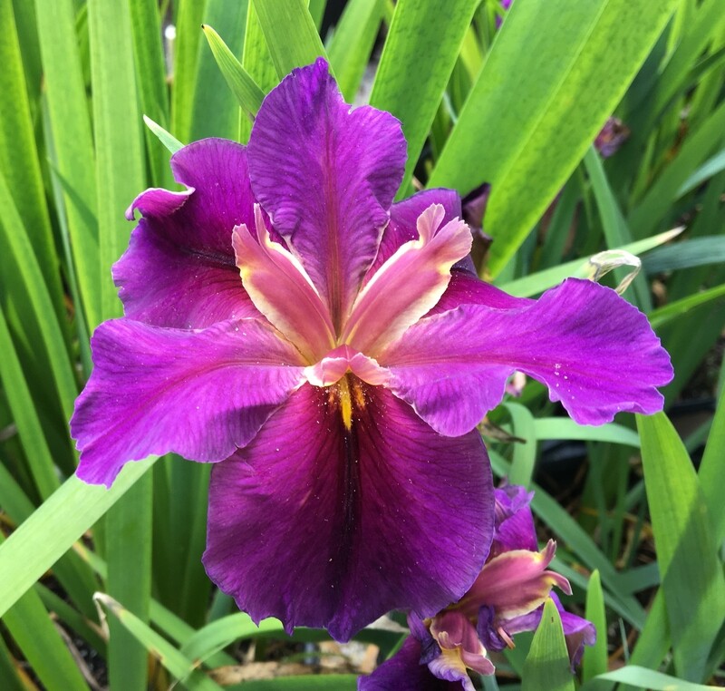 Louis Armstrong  Louisiana Iris for sale