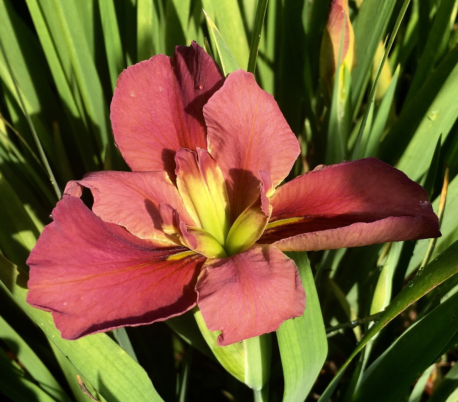 Lucky Dog  Louisiana Iris for sale