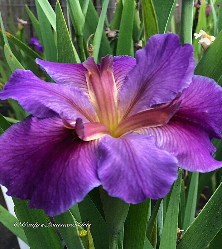 Magazine Street  Louisiana Iris for sale