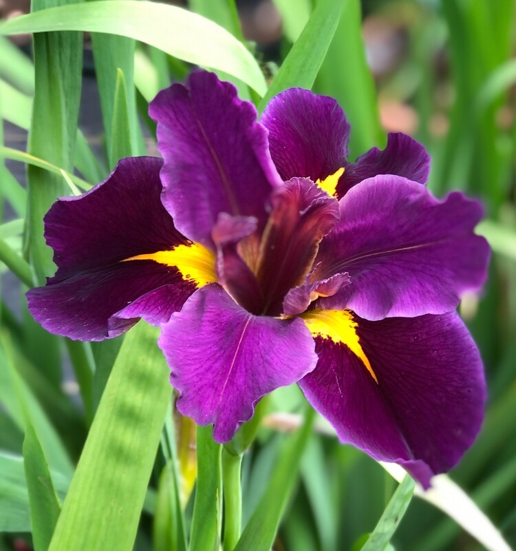 MARDI GRAS MAMBO