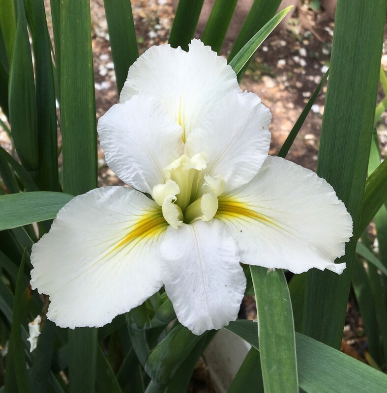 MARIE DELORES