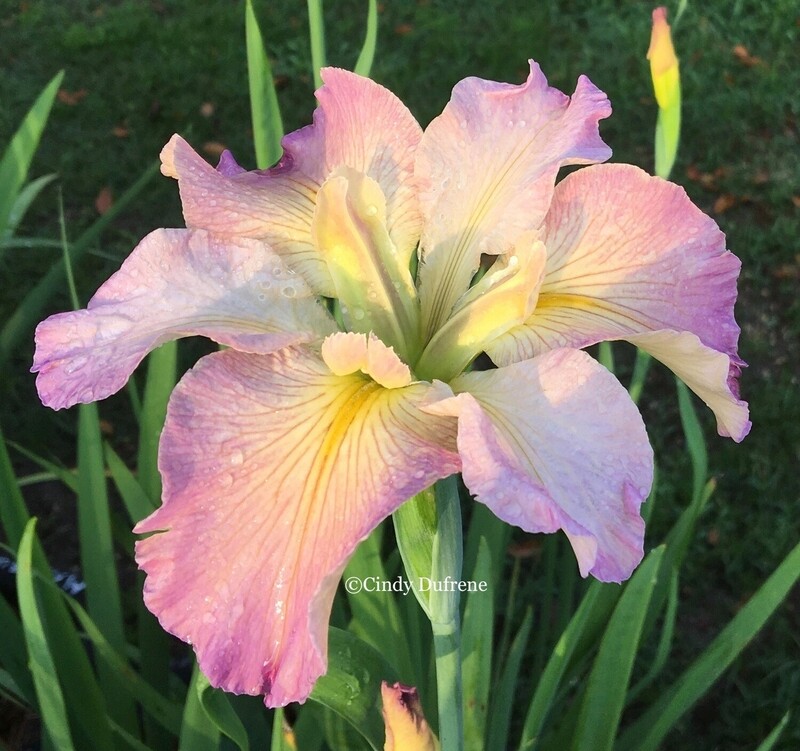 PEARL RIVER PRINCESS