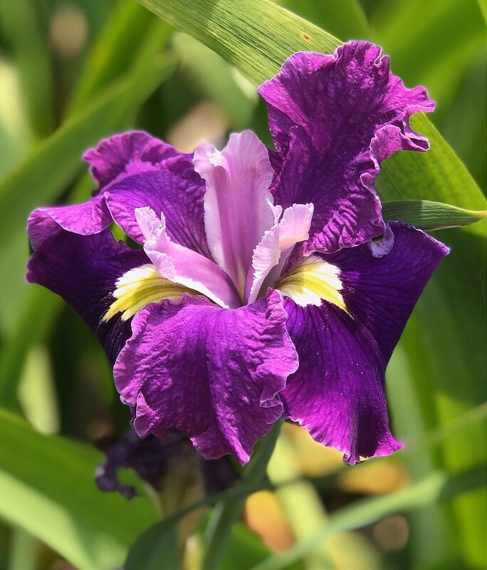Freedom Rings,  Louisiana Iris for sale