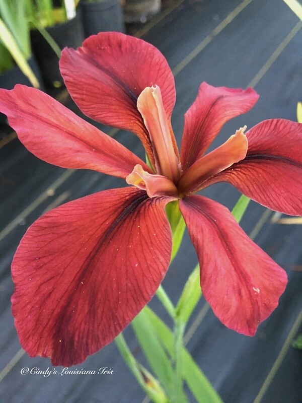 RED ECHO