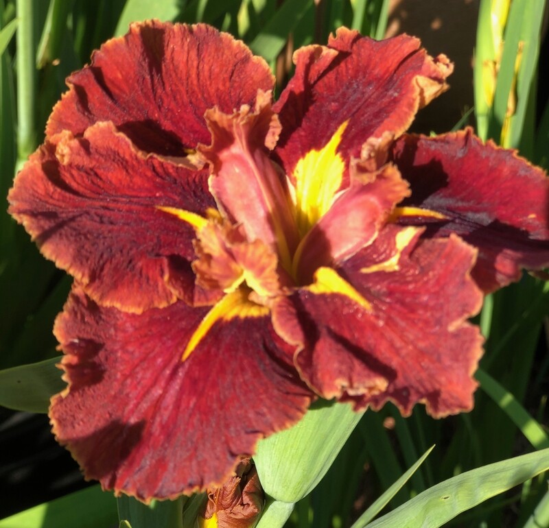 SOUTHERN STAR