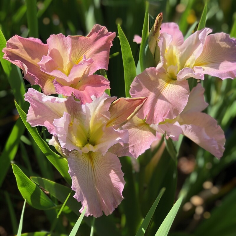 SAINT CHARLES AVENUE