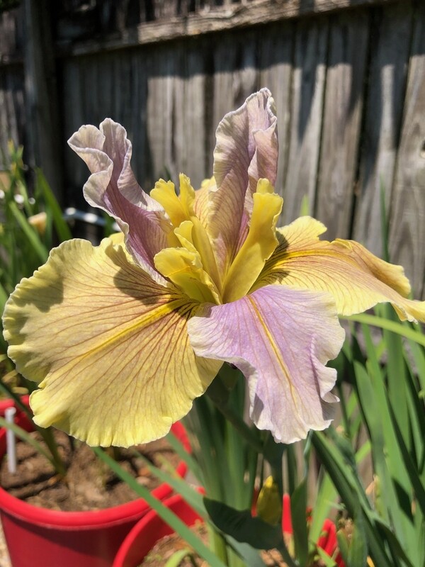 Destination Unknown,  Louisiana Iris for sale
