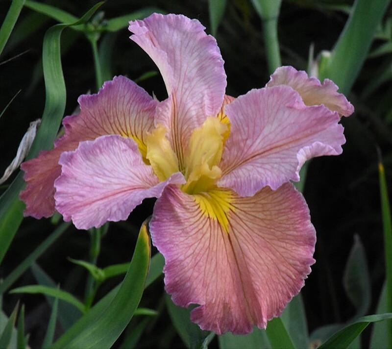 Ethel Hutson,  Louisiana Iris for sale