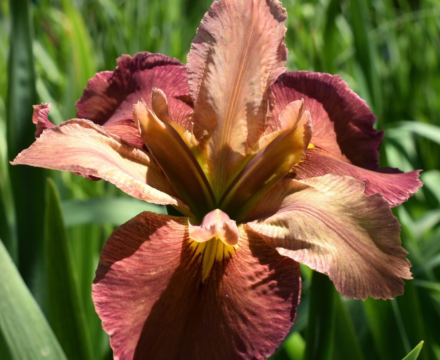 Ginger Splash,  Louisiana Iris for sale