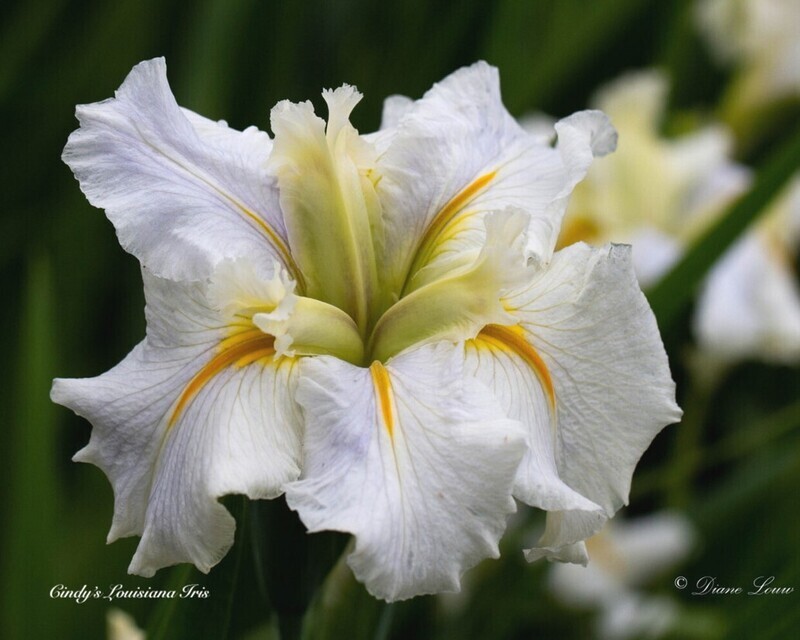 Acadian Wedding Louisiana Iris for sale
