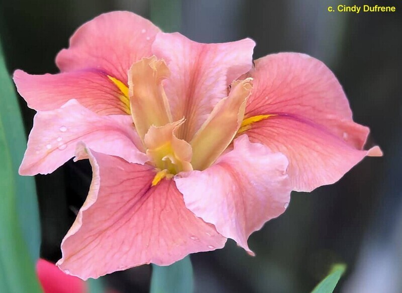 Bayou Metairie,  Louisiana Iris for sale