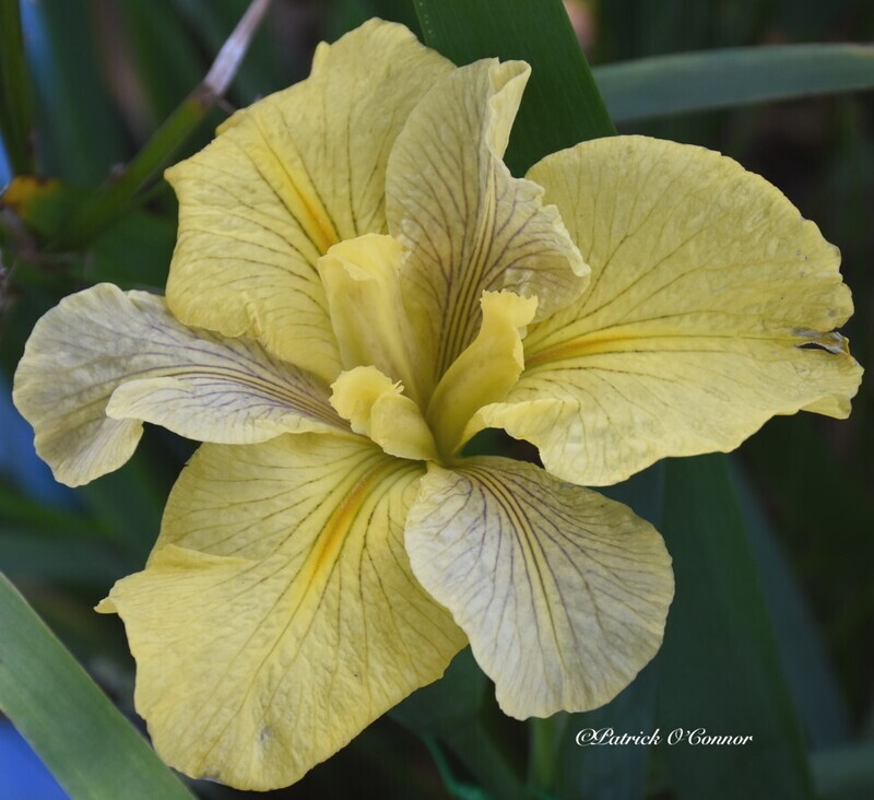 Esplanade Ridge,  Louisiana Iris for sale