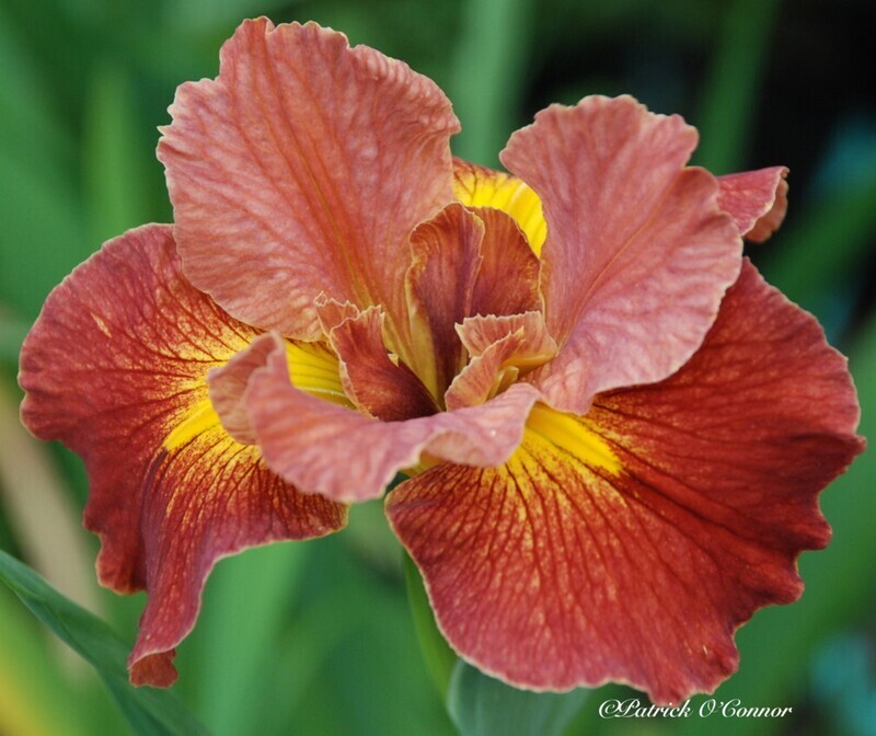 Louise Nelson Ewin  Louisiana Iris for sale