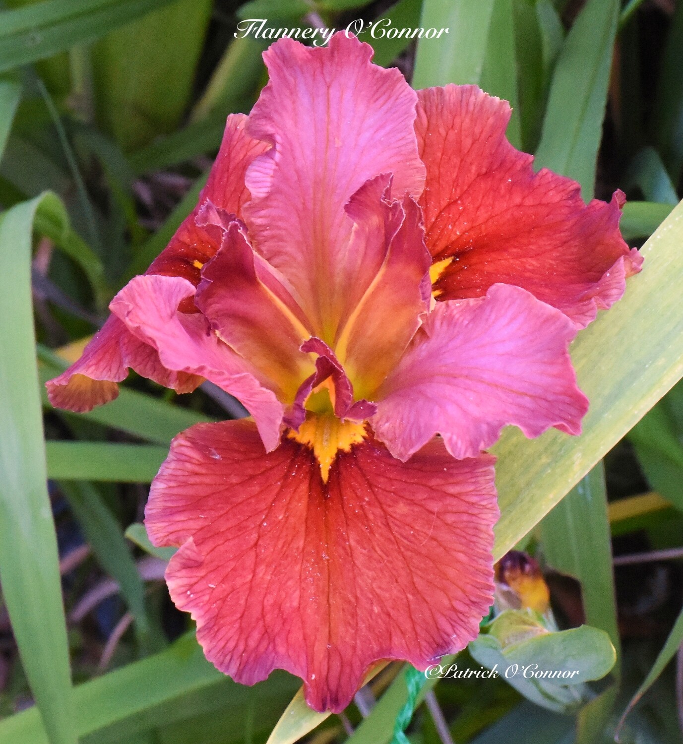 Flannery O'Connor,  Louisiana Iris for sale