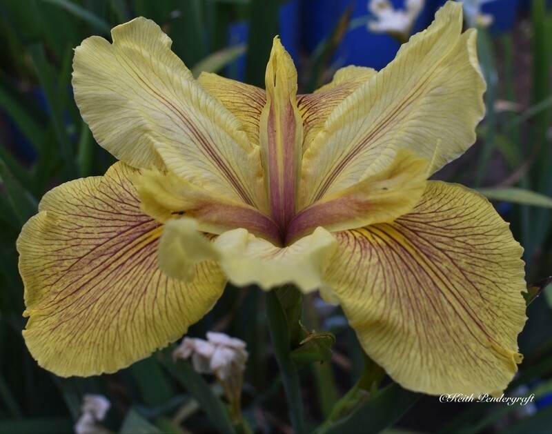 Aftermath  Louisiana Iris for sale