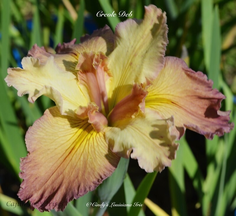 Creole Deb,  Louisiana Iris for sale