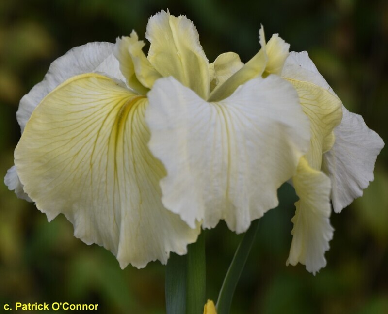 All Fall Down  Louisiana Iris for sale
