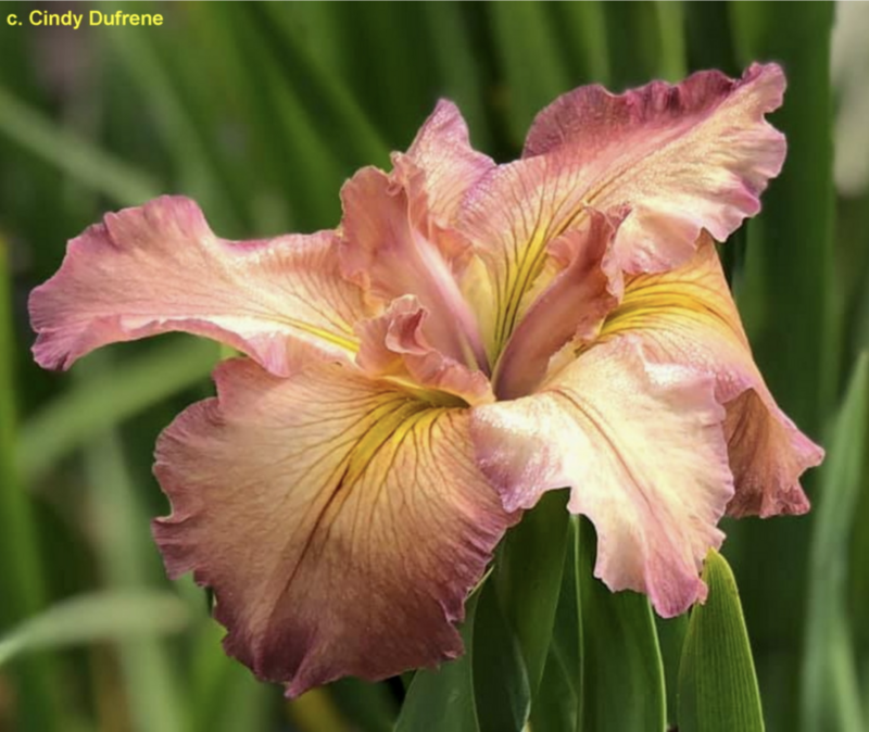 Magnetic  Louisiana Iris for sale