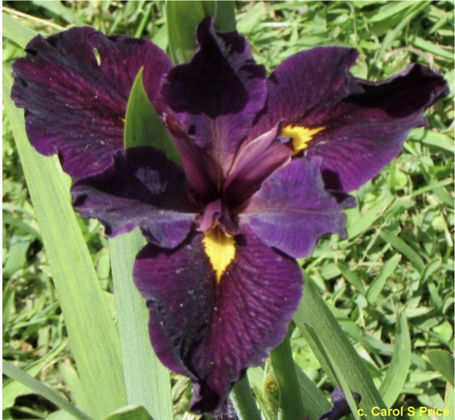 Empress Josephine,  Louisiana Iris for sale