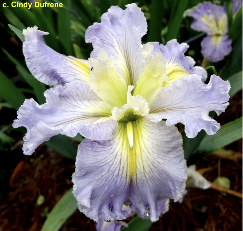 NANCY TICHBORNE