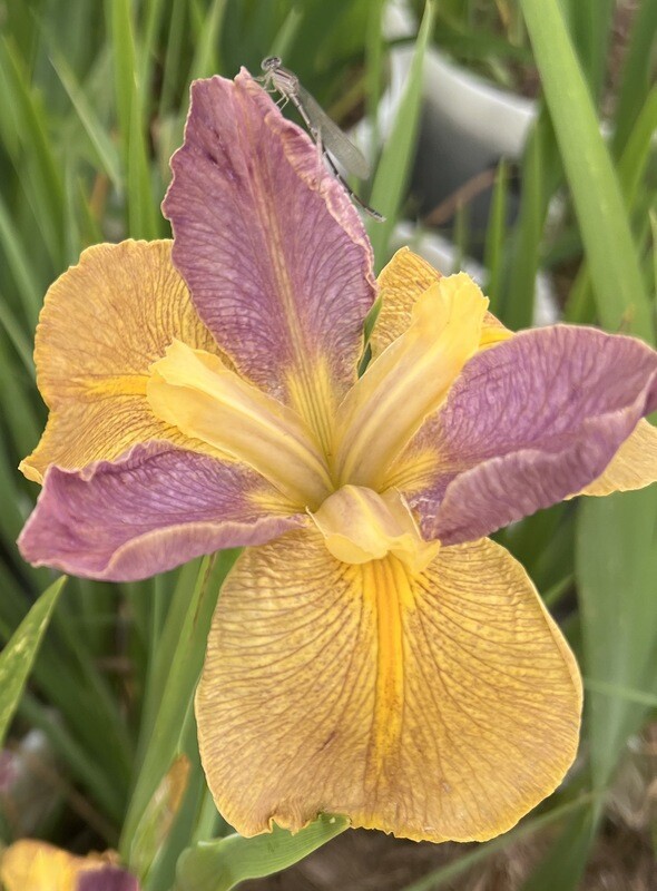 Bayou Tiger,  Louisiana Iris for sale