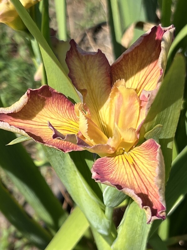 Ann Hordern  Louisiana Iris for sale
