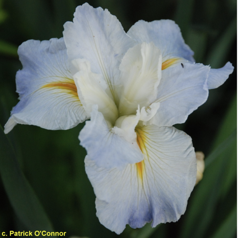 Faubourg Marigny,  Louisiana Iris for sale
