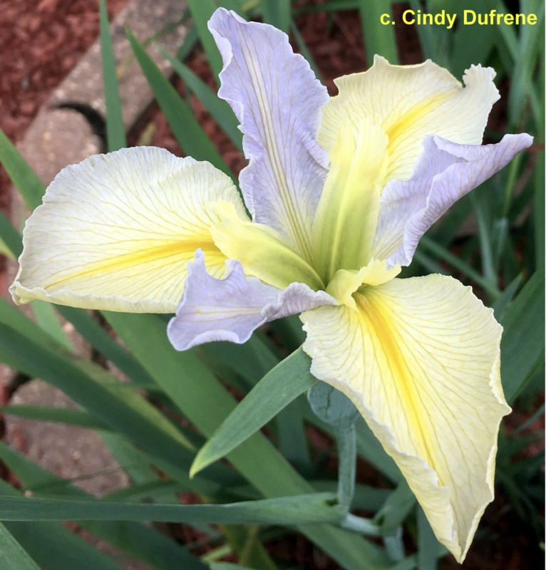 Easter Tide, Louisiana Iris for sale