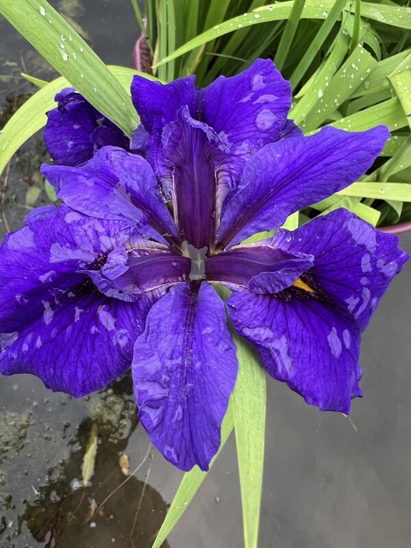 François,  Louisiana Iris for sale
