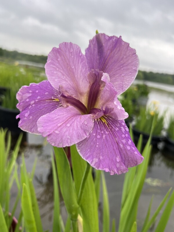 Art World  Louisiana Iris for sale