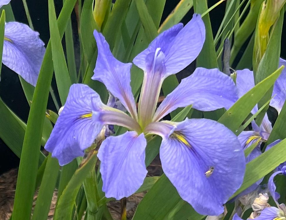 Bit of Blue,  Louisiana Iris for sale